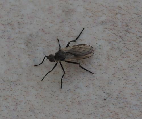 Rhamphomyia sp.